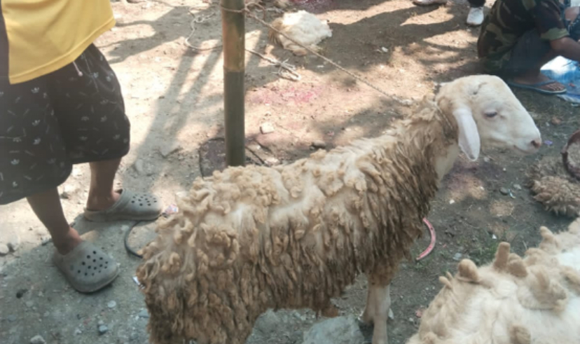 Kolaborasi dengan Komunitas Ndasmumet, Baznas Brebes Salurkan Daging Kurban