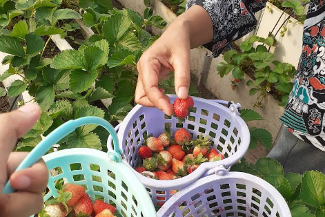 7 Kebun Buah di Jawa Tengah dengan Sistem Petik Sendiri, Cocok untuk Liburan Keluarga