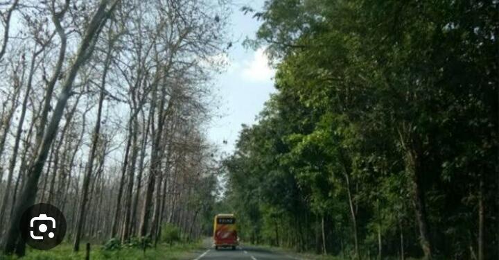 Hutan Jati Balapung Indah tapi Cukup Mencekam, Simak  Pengalaman Berkendara di Jalur Hutan Jati Balapulang!