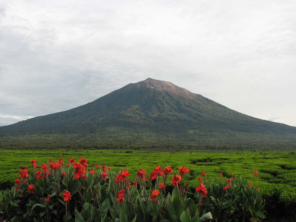 Entitas Gaib di Gunung Kerinci: Apakah Pohon Bolong Benar-Benar Angker?