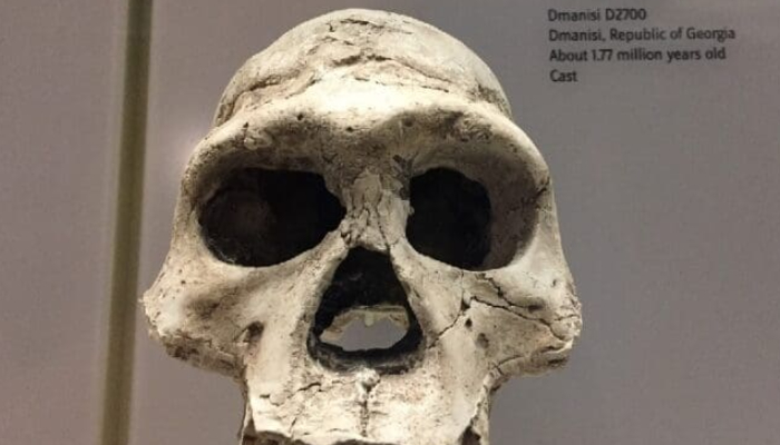 Fosil Manusia Purba Zaman Pleistosen Tengah 700.000 Tahun Lalu Ditemukan di Tegal, Ini Sejarah Museum Semedo