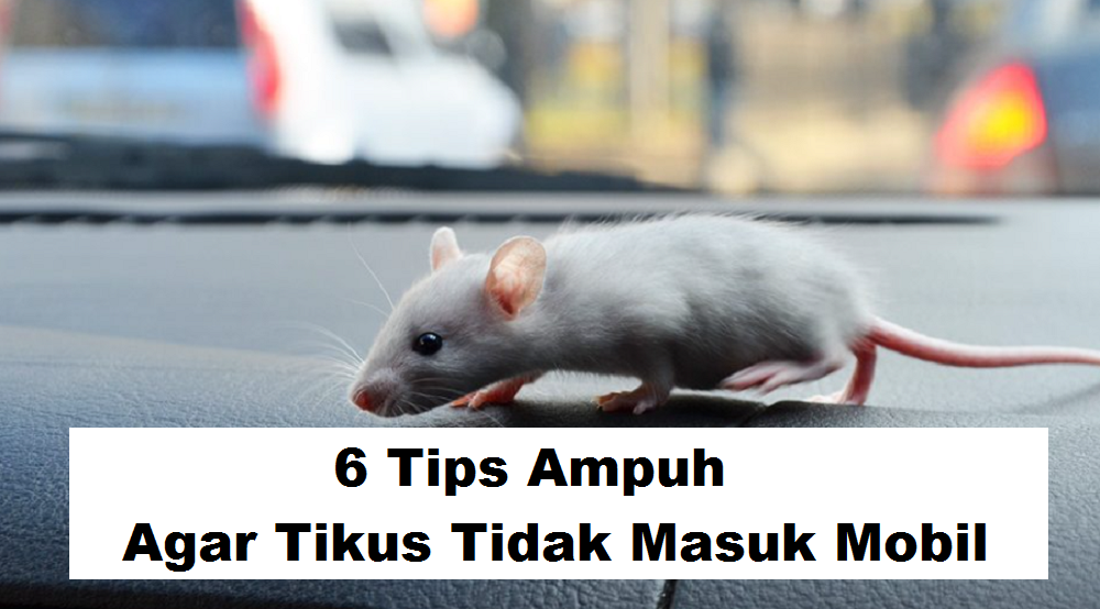 6 Tips Agar Tikus Tidak Masuk Mobil, Lakukan Teratur Jika Tak Mau Mobil Menjadi Sarangnya