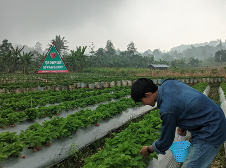 6 Wisata Alam di Pemalang yang Masih Asri dan Hidden Gem