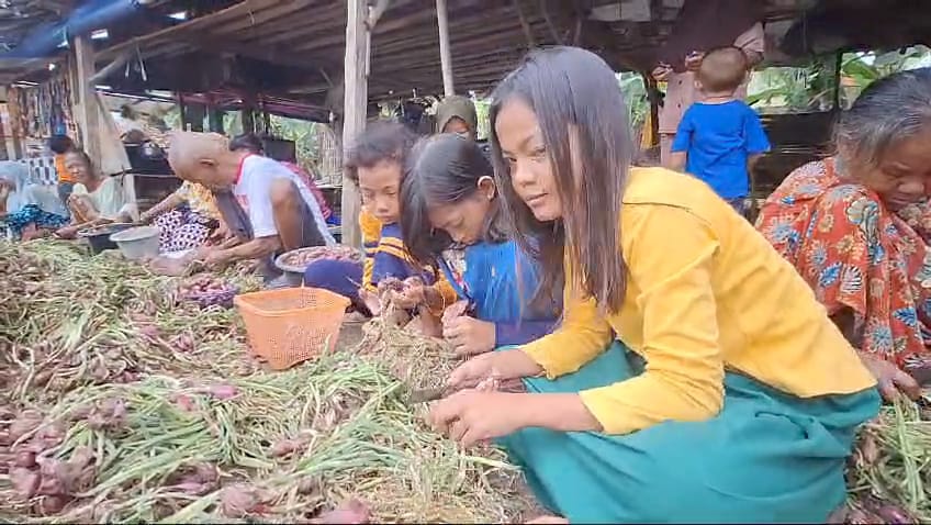 Jadi Buruh Rogolan Bawang Merah, Anak-anak di Brebes Dapat Uang Jajan Tambahan saat Liburan 