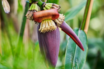  Dibalik Mitos yang Menyeramkan, Ini 5 Manfaat Jantung Pisang Bagi Ibu Hamil