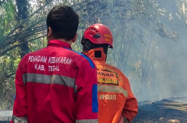 Ditinggal Sebentar, Bakar Sampah Bikin Kebun Bambu di Procot Slawi Tegal Ludes Terbakar!