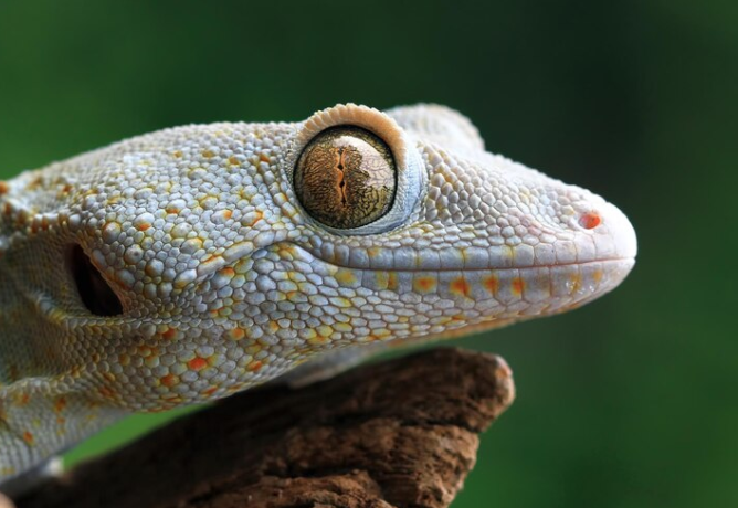 Mitos Suara Tokek sampai 7 Kali Maknanya Apa? Ini Penjelasan Ilmiahnya