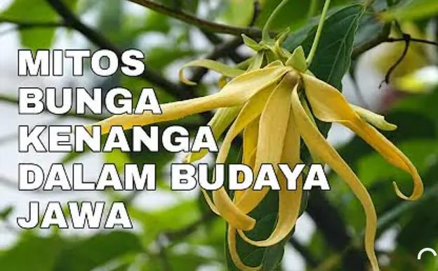 5 Mitos Bunga Kenanga Menurut Primbon Jawa, Bikin Penglaris Dagangan?