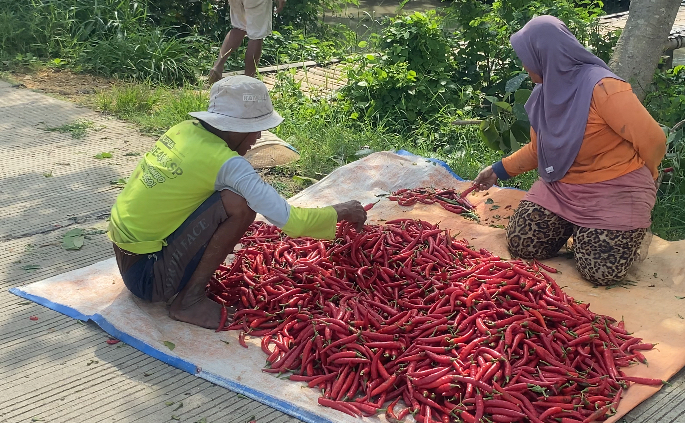 Harga Cabai Merah di Brebes Merosot, Petani Menjerit