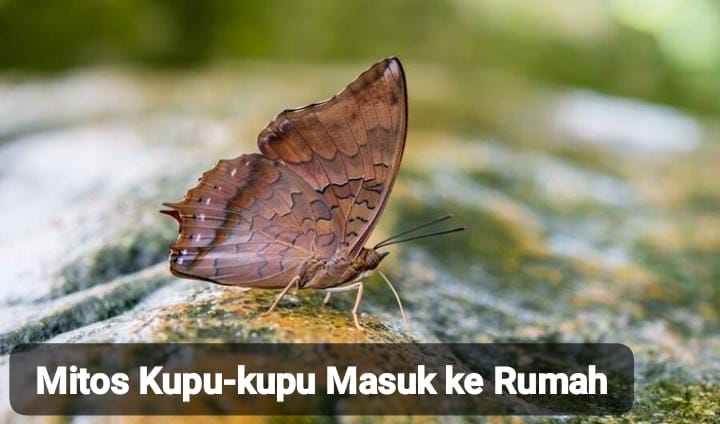 Mitos Kupu-kupu Masuk Rumah di Malam Hari, Warna Hitam Membawa Kabar Buruk?