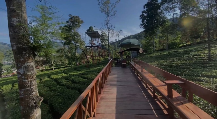 3 Wisata Kebun Teh Terbaik di Wonosobo, Fasilitas Lengkap Kekinian