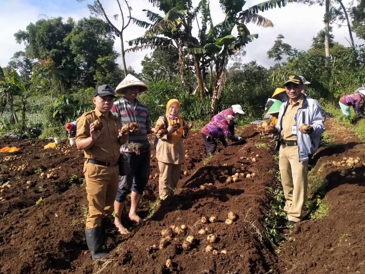 Hasil Panen Kentang Poktan Setia Tani Desa Gombong Pemalang Dukung Ketahanan Pangan Kecamatan
