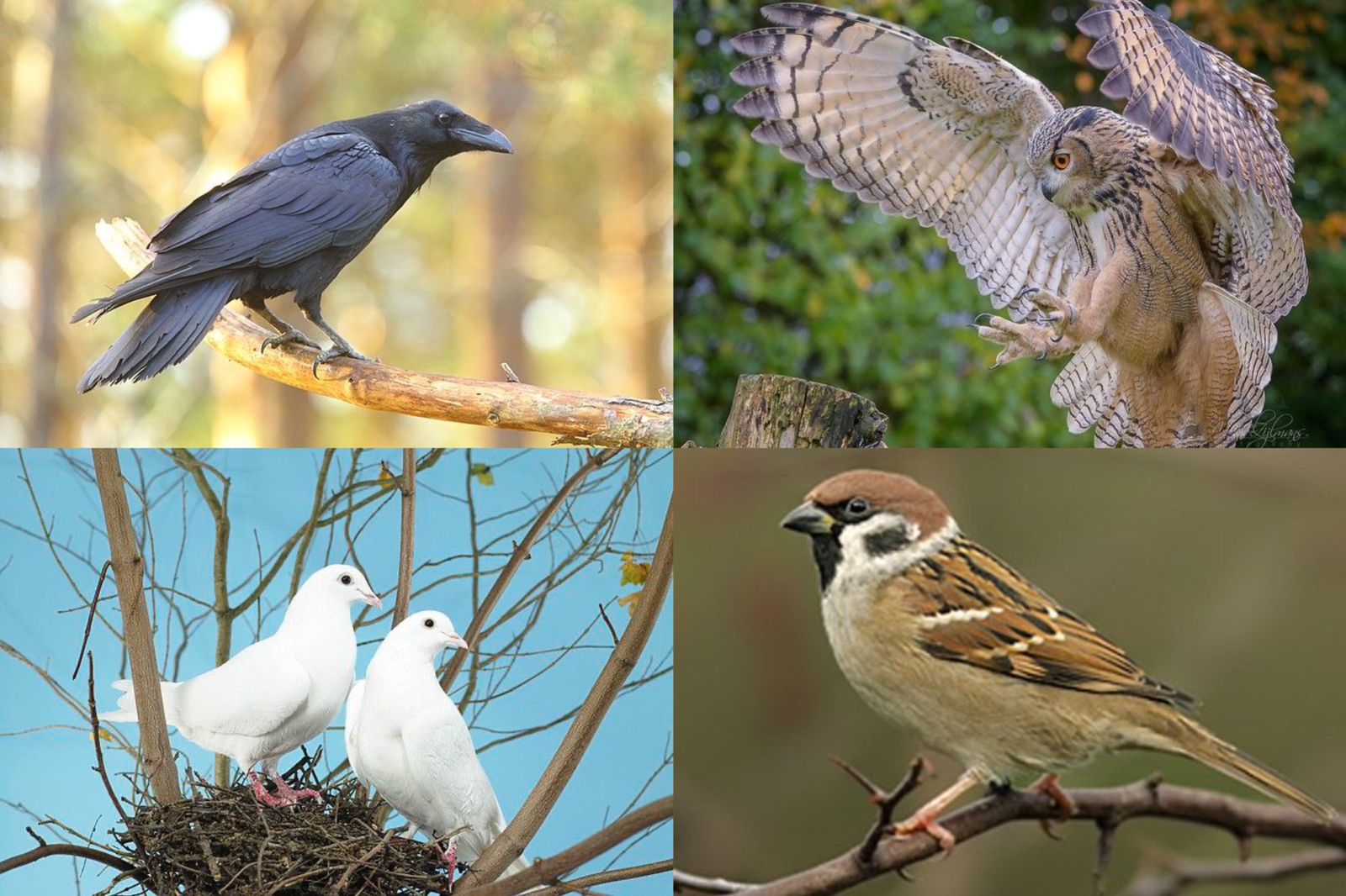 Bukan Kebetulan, Ini 5 Arti Mitos Burung Masuk Rumah