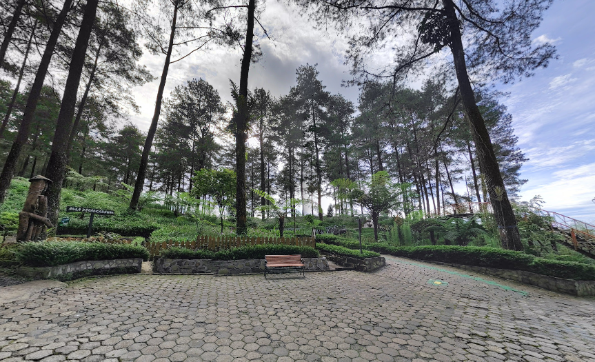 Hutan Pinus Limpakuwus Banyumas, Destinasi Alam Sejuk & Hits di Purwokerto