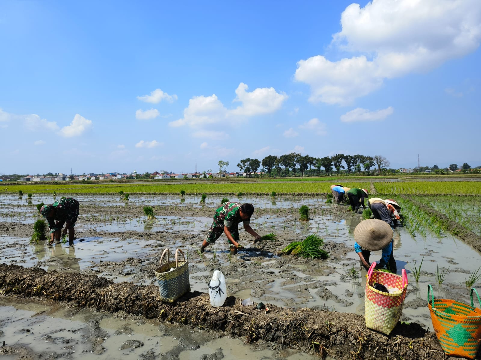 Danramil Comal Turun Langsung Dampingi Petani di Pemalang Tanam Padi