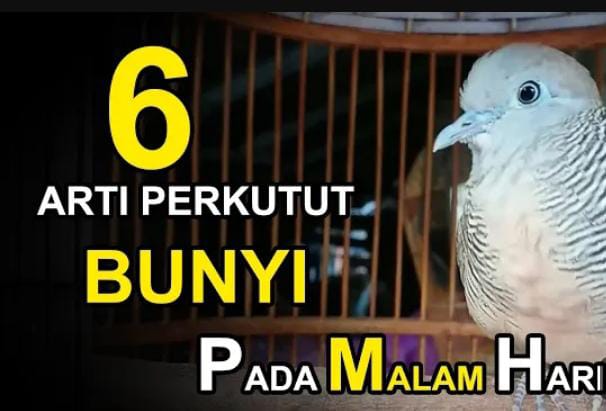 6 Mitos Burung Perkutut Bunyi di Malam Hari, Benarkah Pertanda Akan Datang Musibah?