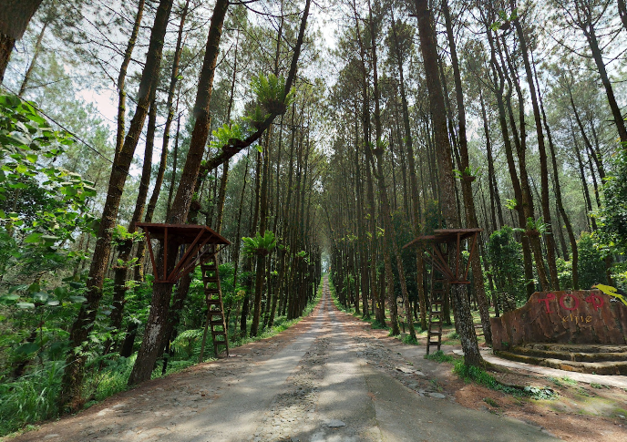Hutan Pinus Kragilan Magelang, Wisata Alam Murah Rasa Korea