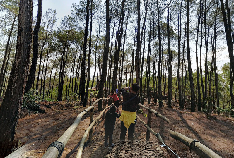 Liburan ala Drakor, Ini 7 Wisata Hutan Pinus Jawa Tengah yang Bikin Betah