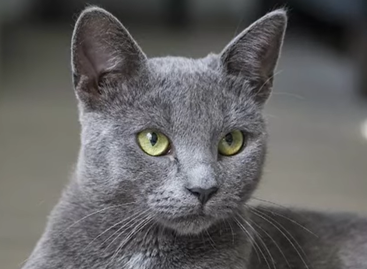 Mengenal Keunikan Kucing Busok, Ras Kucing Asli Indonesia