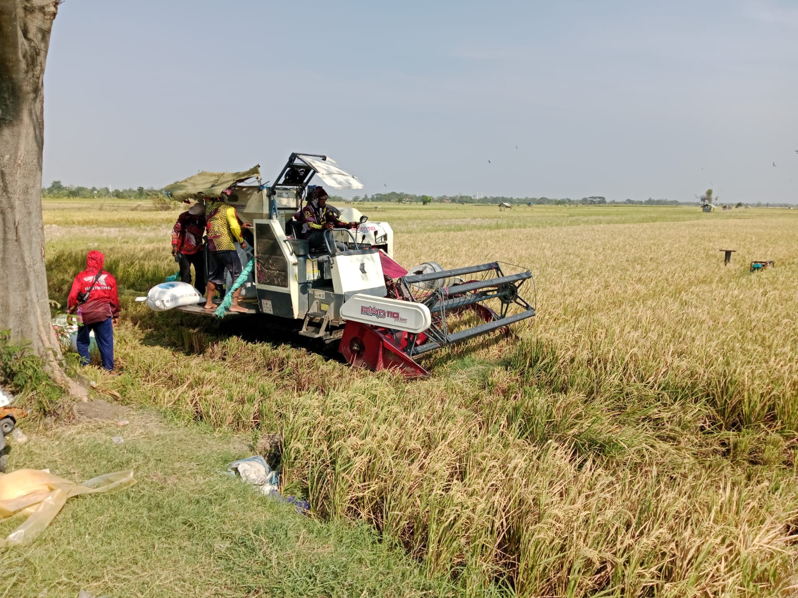 Harga Gabah di Kabupaten Tegal Terjun Bebas, Petani Padi Menjerit  