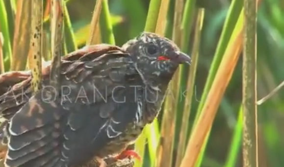 Punya Julukan Burung Kematian, Berikut Mitos Burung Kedasih yang Banyak Orang Jawa Percaya