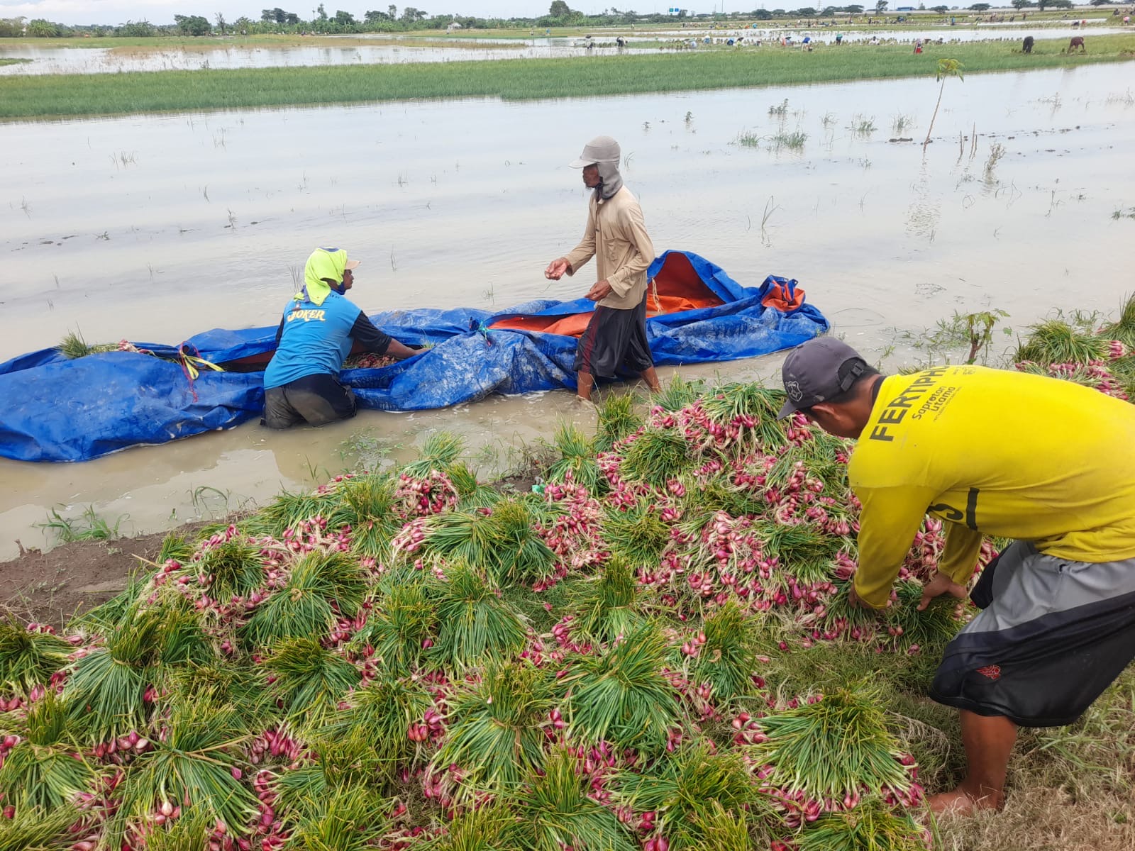 Terendam Banjir di Brebes, Petani Pilih Panen Dini Bawang Merah