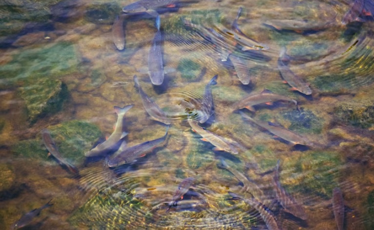Mitos Ikan Dewa di Kuningan, Konon Jelmaan Prajurit Kerajaan