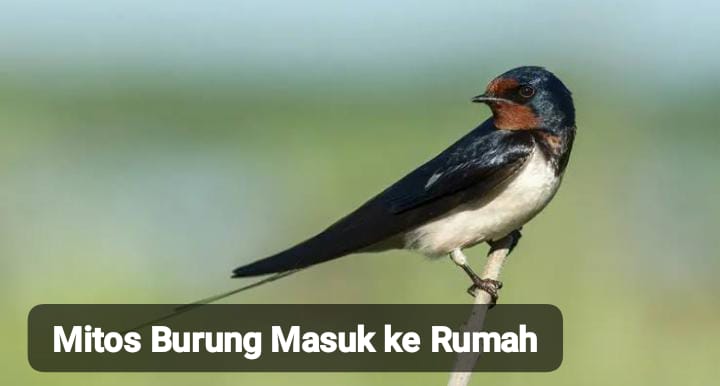 Tak Melulu Soal Kematian, Ini Mitos Burung Masuk Rumah Menurut Primbon yang Masih Dipercaya hingga Sekarang