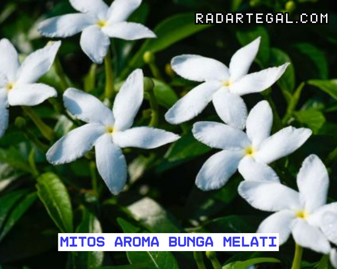 Mitos Aroma Bunga Melati, Ada Mahluk Halus yang Mendekat?