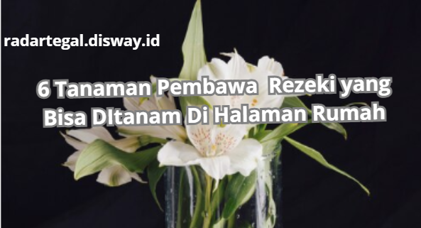 6 Tanaman Pembawa Rezeki yang Bisa Kamu Tanam Di Halaman Rumah, Sudah Dipercaya Sejak Zaman Dahulu