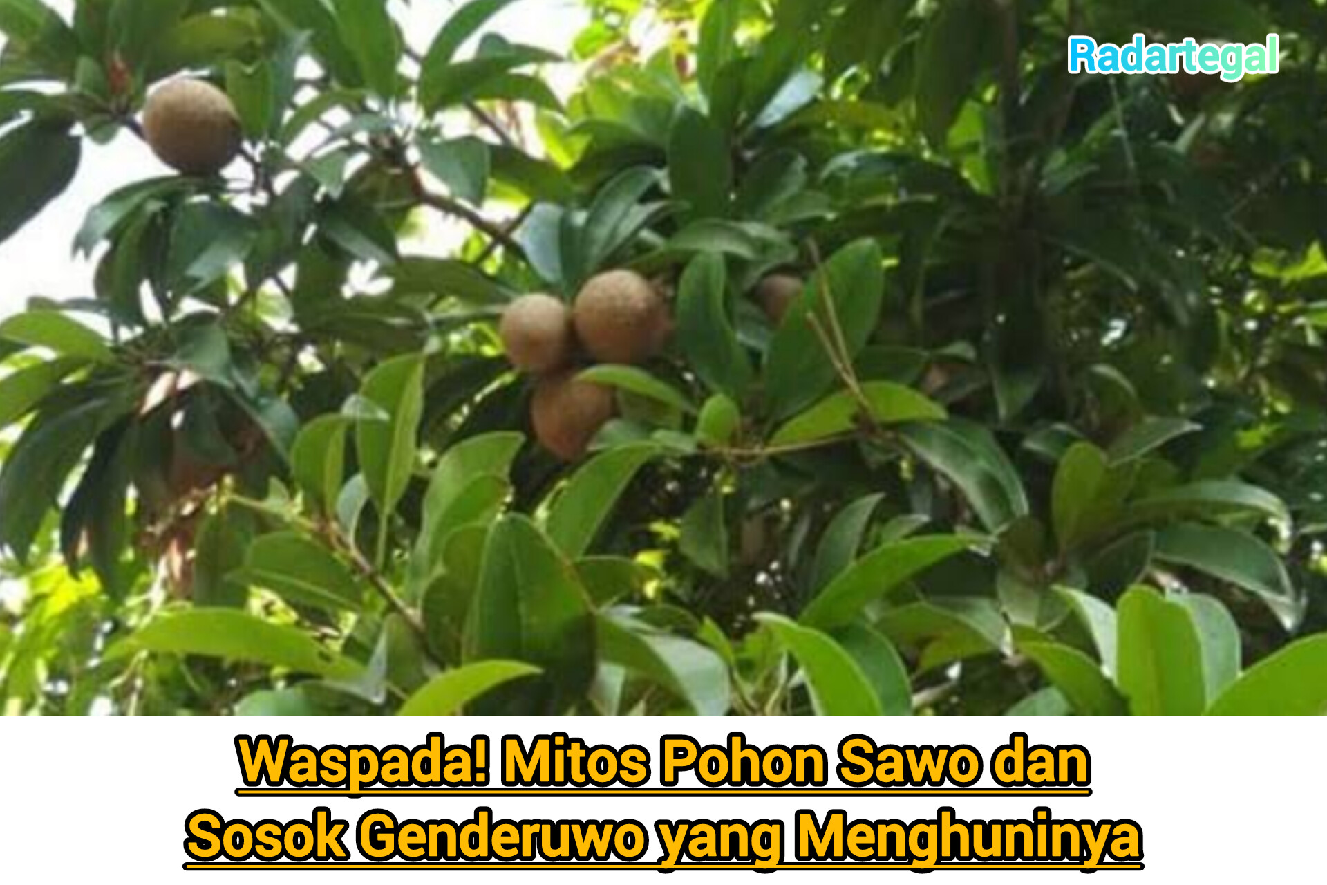 Mitos Pohon Sawo dan Sosok Genderuwo yang Menghuninya, Cek Faktanya! 