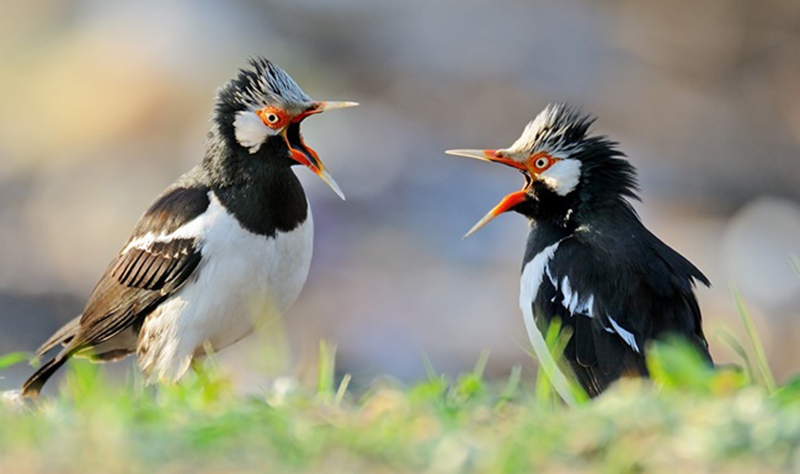 4 Fakta Menarik Burung Jalak Suren, Fauna Khasnya Tegal