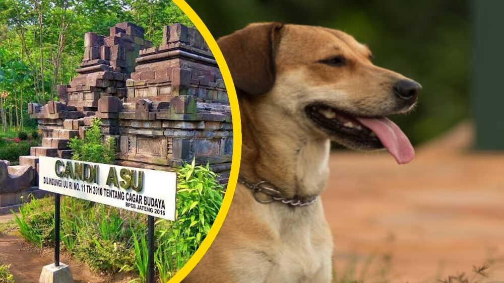 5 Mitos Anjing dalam Masyarakat Jawa Kuno, Sebab Munculnya Legenda Candi Asu Sengi