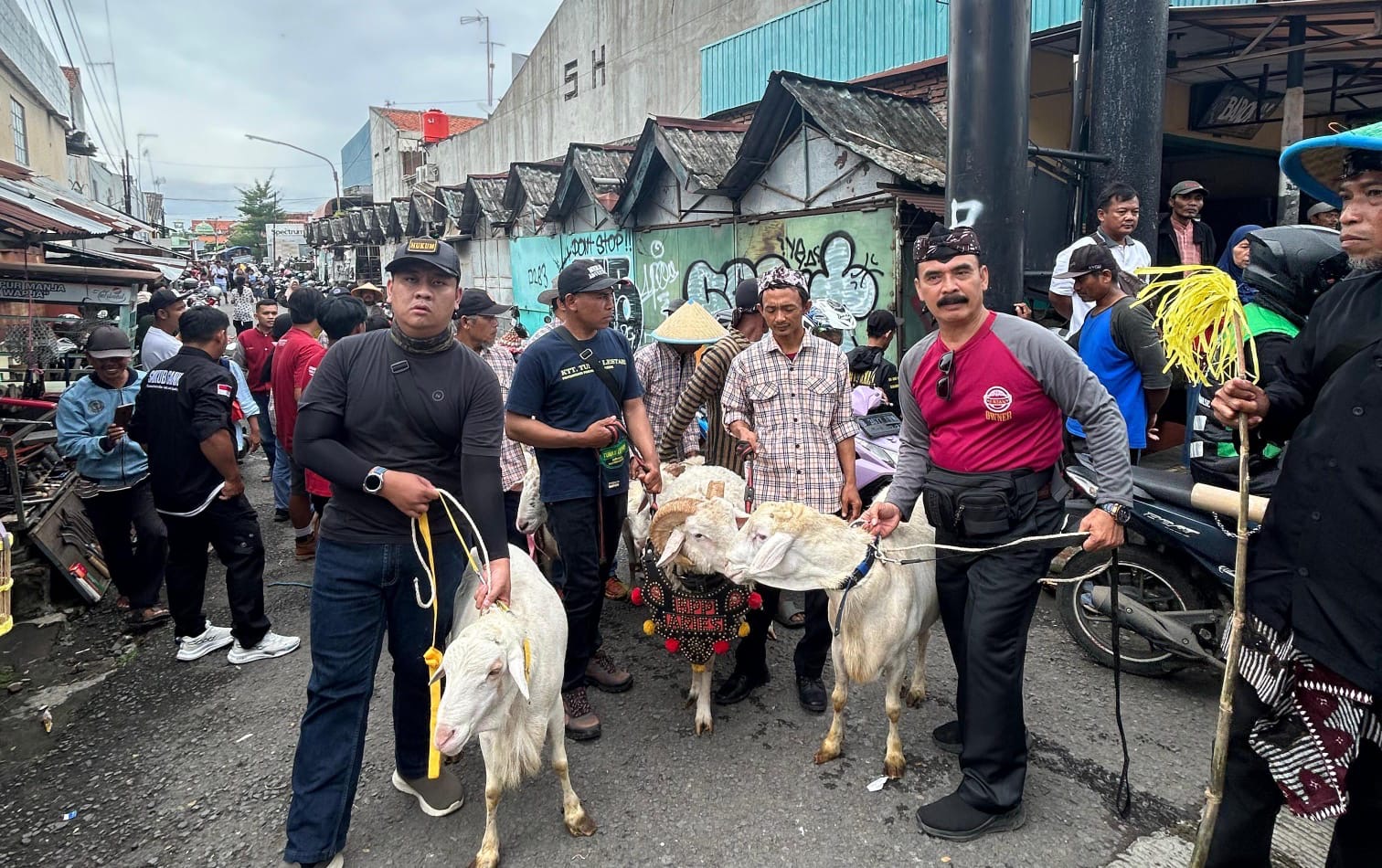 Unik! Hewan Ternak Unggulan Ikut Pawai Kirab Budaya Hari Jadi Brebes ke-348