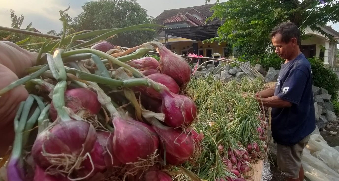 Harga Turun Drastis, Petani Bawang Merah di Brebes Pilih Simpan Hasil Panen