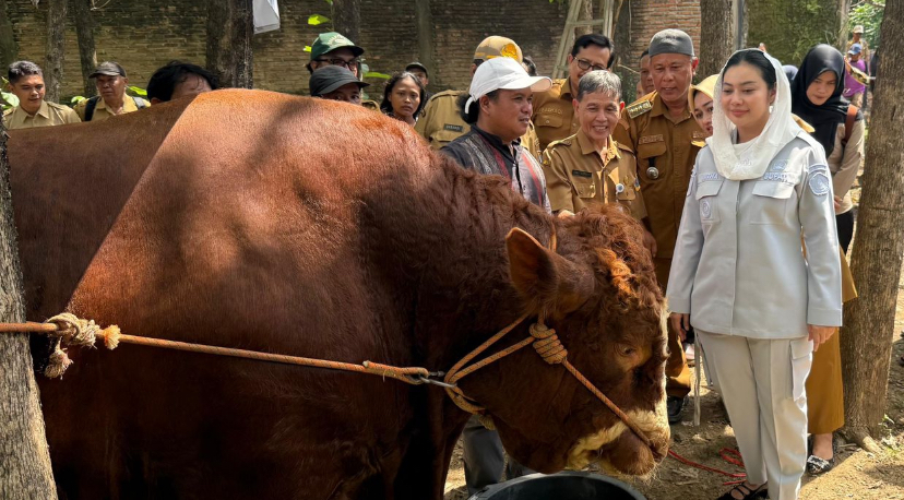 Pemkab Brebes Terima Bantuan Sapi dari Presiden Prabowo Seberat 1,2 Ton