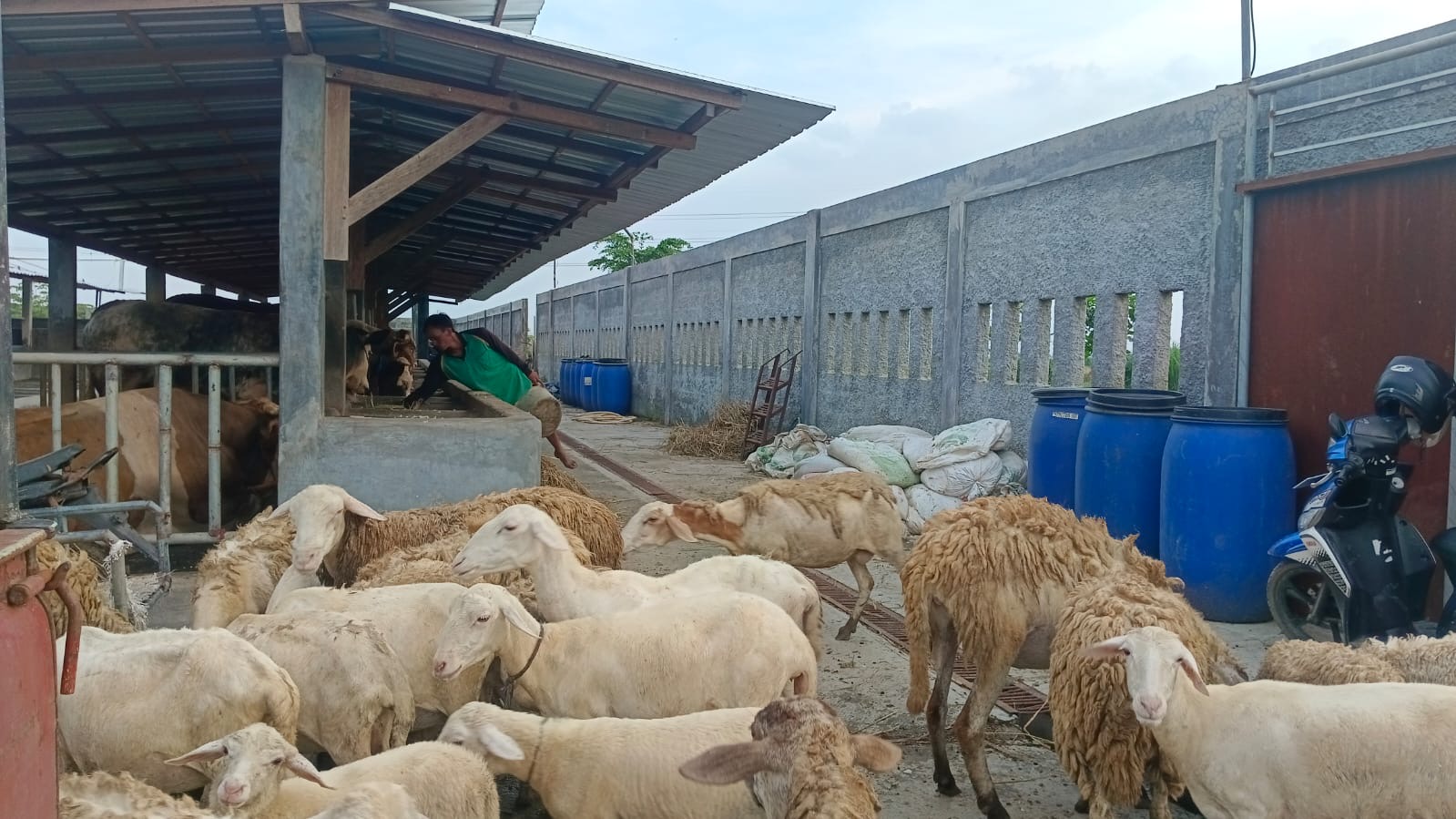 Jelang Idul Adha 2025, Peternak Sapi Brebes Mulai Kebanjiran Pesanan Hewan Kurban