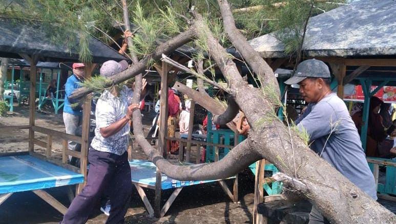 Pohon Besar Roboh Timpa Ranggon Samping Warung di Obyek Wisata Pulo Kodok Tegal