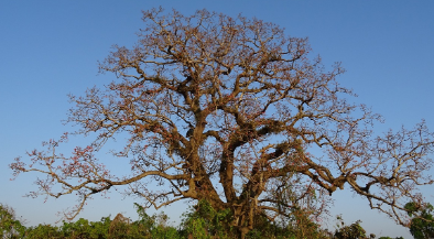 Asal-usul Nama Randugunting Tegal, Dahulu Ada Pohon Besar yang Menyerupai Gunting