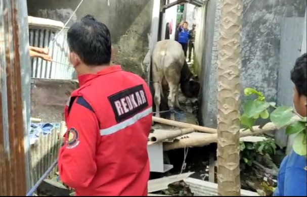 Diduga Stres, Seekor Sapi Kurban Mengamuk dan Rusak Rumah Warga di Cilacap  