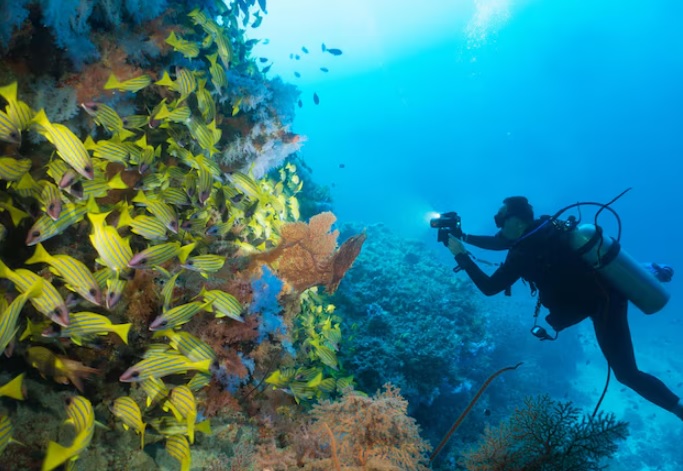 Spot Diving Paling Eksotis di Jawa Tengah Buat Pecinta Laut