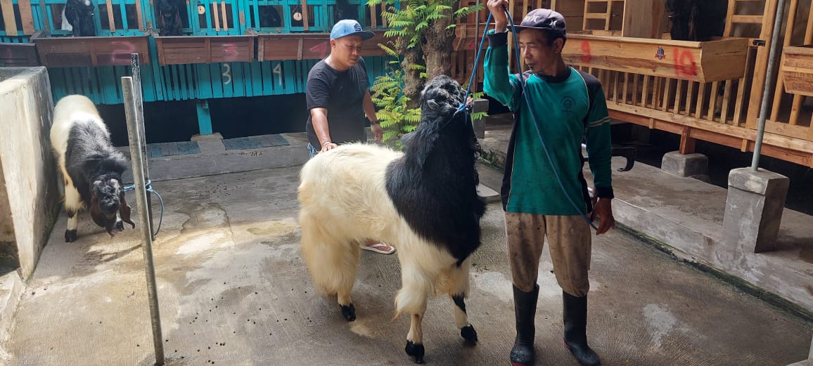 Dibandrol Hingga Rp50 Juta, Kambing Raksasa Seberat 140 Kilogram Dijual Warga Adiwerna Kabupaten Tegal