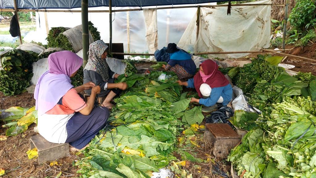 Petani Tembakau Tegal Kesulitan Keringkan Daun Setelah Panen