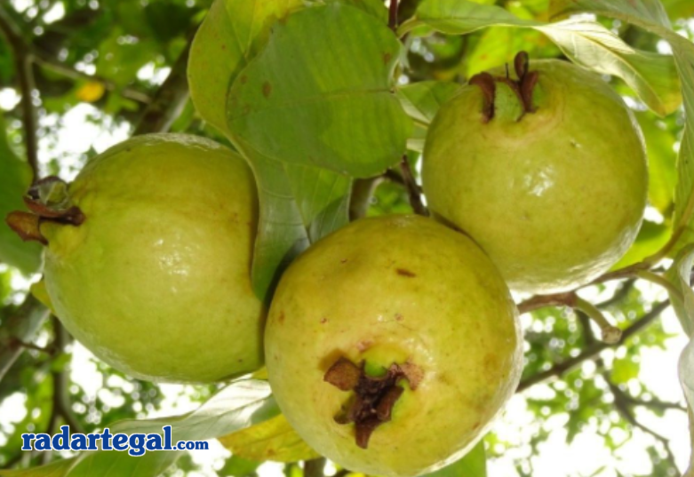 Benarkah Mitos Makan Jambu Biji Bisa Sebabkan Usus Buntu? Ini Penjelasan Medisnya