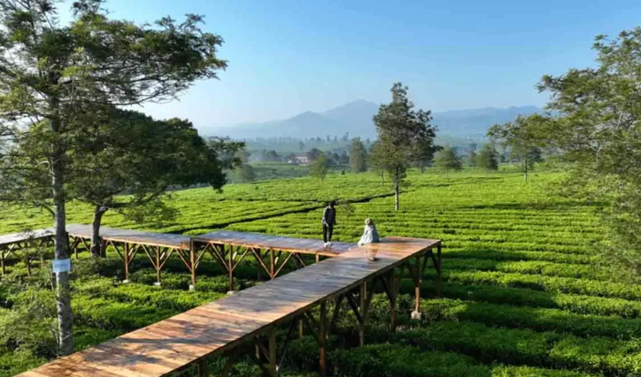 5 Wisata Kebun Teh Terbaik di Jawa Tengah, Pemandangan Alamnya Bikin Betah