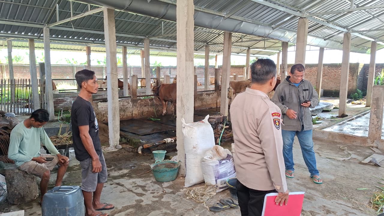 Kawanan Pencuri Ternak Beraksi di Brebes, Lima Sapi Berhasil Digasak