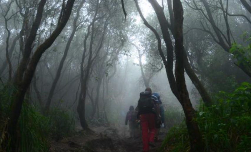 Misteri Pintu Gerbang Gaib Gunung Slamet, Terdapat Pemandangan 2 Pohon Raksasa Bernuansa Mistis