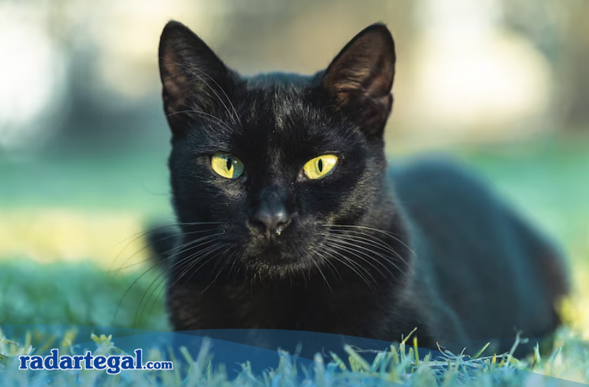 Bisa Sial 40 Hari? Berikut Fakta dan Mitos Menabrak Kucing