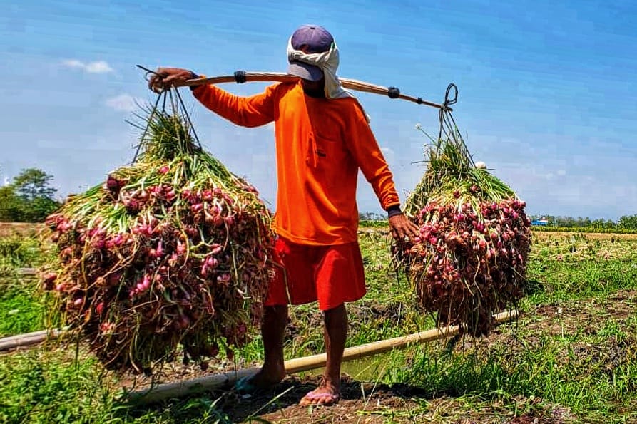 Petani Bawang Merah di Brebes Curhat soal Harga, Pemerintah Jangan Tutup Mata 