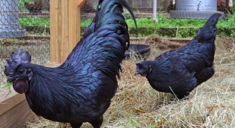 Serem, 6 Mitos Menarik Ayam Cemani:  Kepercayaan Mistis Terhadap  Ayam Hitam  Penuh Misteri
